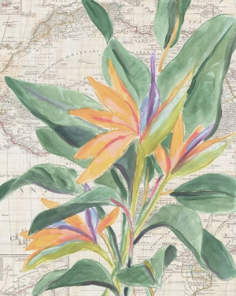 Picture of MAP FLORA II