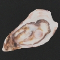 Picture of OYSTER AND PEARL II