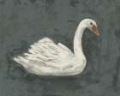 Picture of WHITE SWAN/BLACK SWAN II
