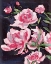 Picture of MEER ROSA II