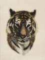Picture of ANTIQUE TIGER PORTRAIT I