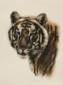 Picture of ANTIQUE TIGER PORTRAIT II