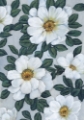 Picture of BRIGHT WHITE FLOWERS II