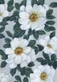 Picture of BRIGHT WHITE FLOWERS II