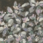 Picture of MOODY ALLOVER FLORAL II