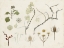 Picture of DE GRAAG NATURE STUDY I