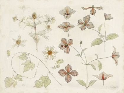 Picture of DE GRAAG NATURE STUDY II