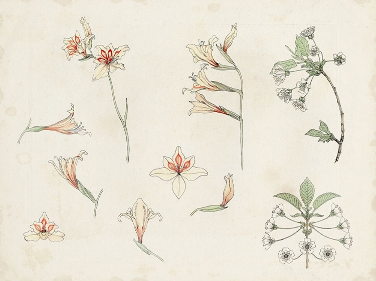 Picture of DE GRAAG NATURE STUDY III