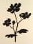 Picture of NEUTRAL PLUME POPPY I