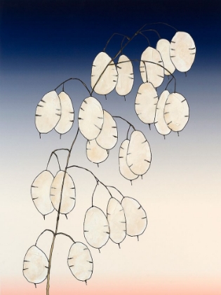 Picture of MONEY PLANT I