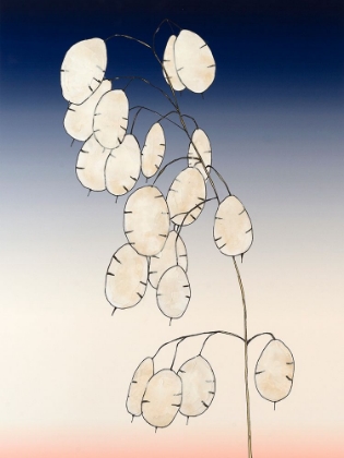 Picture of MONEY PLANT II