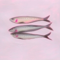 Picture of NEON SARDINES II