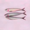 Picture of NEON SARDINES II