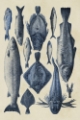 Picture of BLUE FISH CHART I