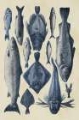 Picture of BLUE FISH CHART I