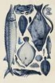 Picture of BLUE FISH CHART II