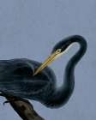 Picture of BAYOU HERON I