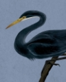 Picture of BAYOU HERON II