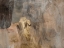 Picture of GRIT AND GOLD I