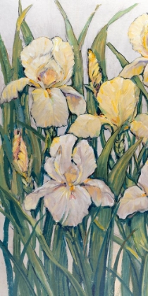 Picture of BLOOMING IRISES I