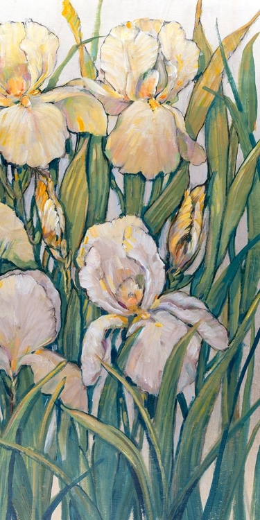 Picture of BLOOMING IRISES II