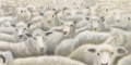 Picture of HERD MENTALITY I