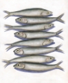 Picture of STACKED ANCHOVY I