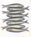 Picture of STACKED ANCHOVY I