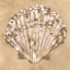Picture of EARTHTONE SHELL I