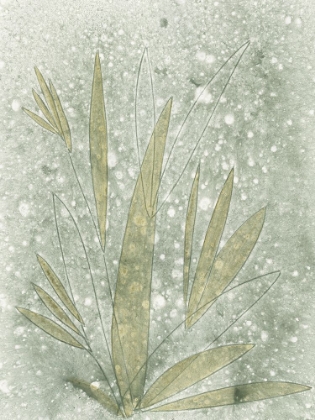 Picture of MOTTLED GLADE I