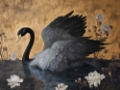Picture of DARK SWANS II
