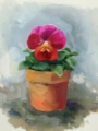 Picture of POTTED PANSY STUDY II