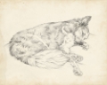 Picture of ANTIQUE DOG SKETCH II