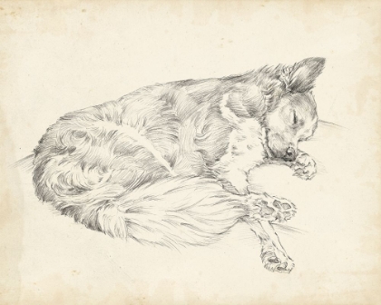 Picture of ANTIQUE DOG SKETCH II