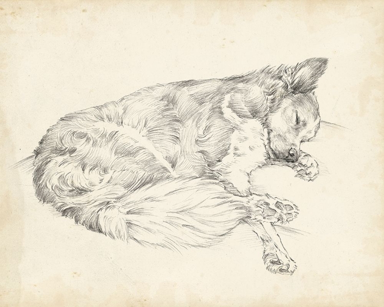 Picture of ANTIQUE DOG SKETCH II