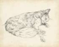 Picture of ANTIQUE DOG SKETCH II