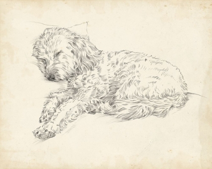 Picture of ANTIQUE DOG SKETCH III