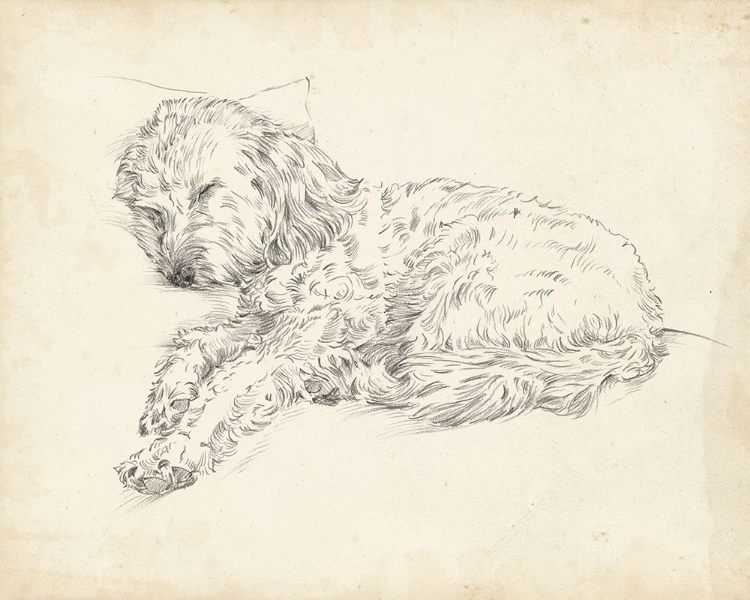 Picture of ANTIQUE DOG SKETCH III
