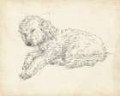 Picture of ANTIQUE DOG SKETCH III
