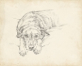 Picture of ANTIQUE DOG SKETCH IV