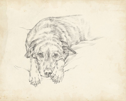 Picture of ANTIQUE DOG SKETCH IV