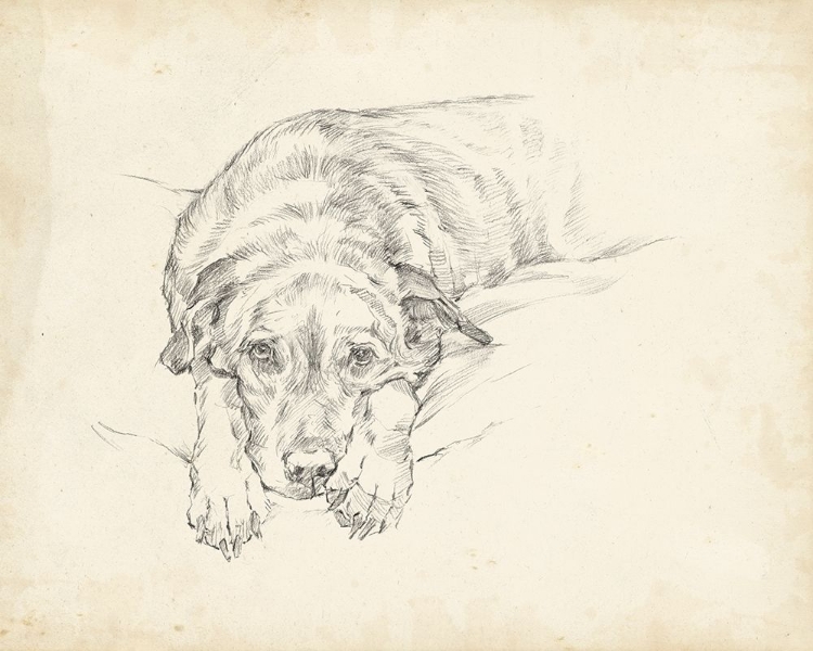 Picture of ANTIQUE DOG SKETCH IV