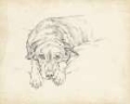 Picture of ANTIQUE DOG SKETCH IV