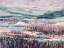 Picture of SHENANDOAH