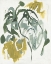 Picture of BRUSHY SAPLING II