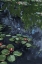 Picture of MOODY WATERLILLIES II