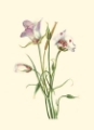 Picture of DELICATE WILDFLOWERS IV