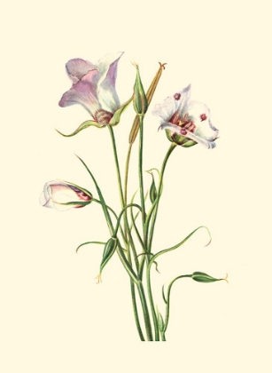 Picture of DELICATE WILDFLOWERS IV