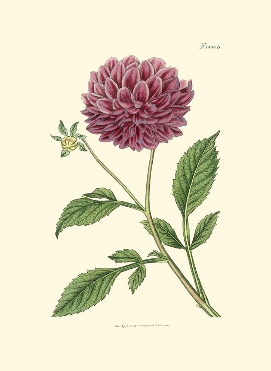 Picture of MAUVE BEAUTY II