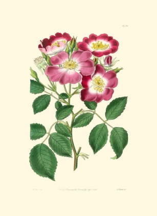 Picture of MAUVE BEAUTY IV